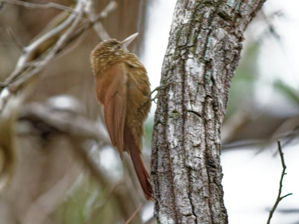Priemsnavelmuisspecht (Dendroplex picus)